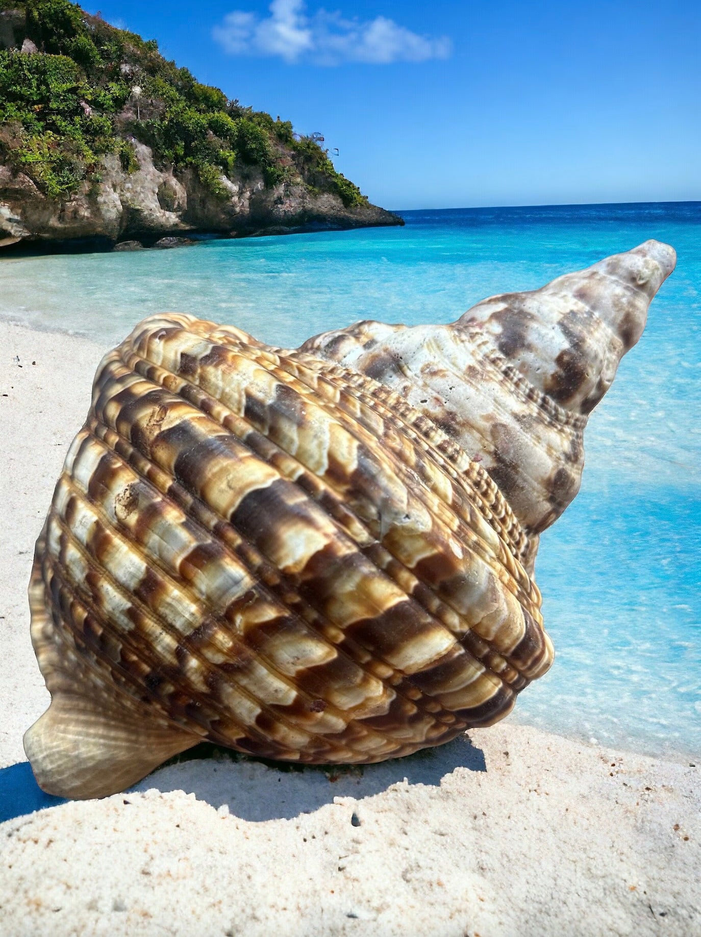 Gigantic Conch Seashell Natural Brown Pattern Coastal Beach Decor Large Nautical Centerpiece Big Sea Snail Shell Special Collection