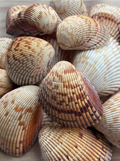 Giant Atlantic Cockle Seashells Rare Large Natural Beach Home Decor Candle Making Big Coastal Sea Shells Art Craft Ocean Aquarium Decoration