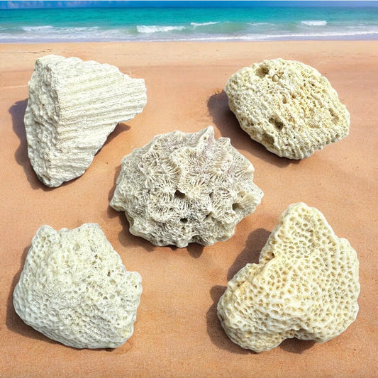 Set Of 5 - Sea Star Brain Coral Rock Set Vintage Real Ancient Ocean Stone Beach Home Decor Saltwater Fish Tank Landscaping Aquarium Decoration