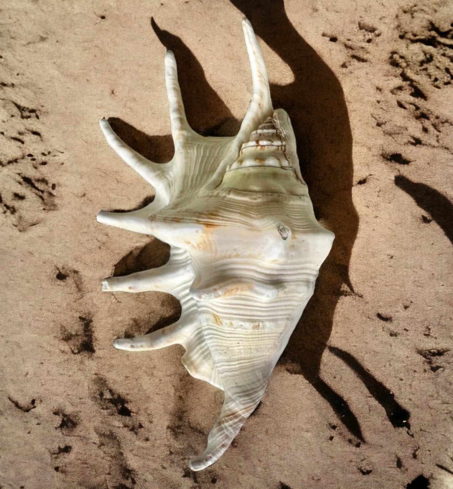 Large Conch Seashell Rare White Spiky Real Ocean Big Natural Sea Shell Home Decor Candle Art Craft Sea Decoration Beach Lovers Gift