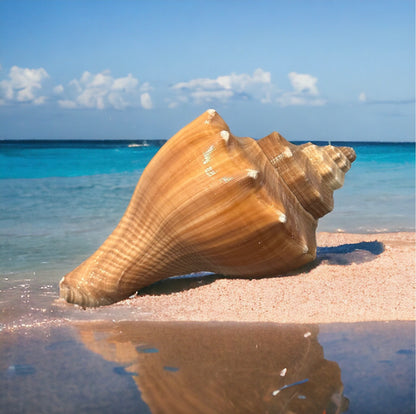 Large Conch Seashell Natural Orange Ocean Home Decor Nautical Big Decorative Centerpiece Coastal Aquarium Decoration Beach Lovers Gift