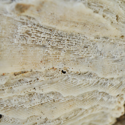 Giant Brain Coral Rock Rare Natural Vintage Large Ocean Stone White Ancient Fossil Beach Home Decor Saltwater Big Fish Tank Aquarium Decoration