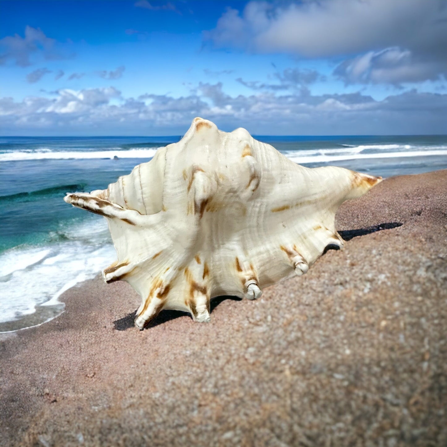 Large Conch Seashell Spiky White Real Ocean Natural Sea Shells Home Decor Art Craft Sea Decoration Beach Lovers Gift