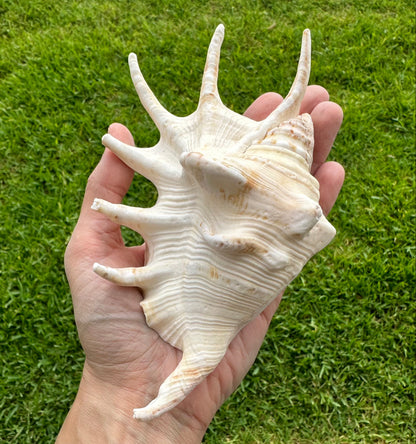 Large Conch Seashell Rare White Spiky Real Ocean Big Natural Sea Shell Home Decor Candle Art Craft Sea Decoration Beach Lovers Gift