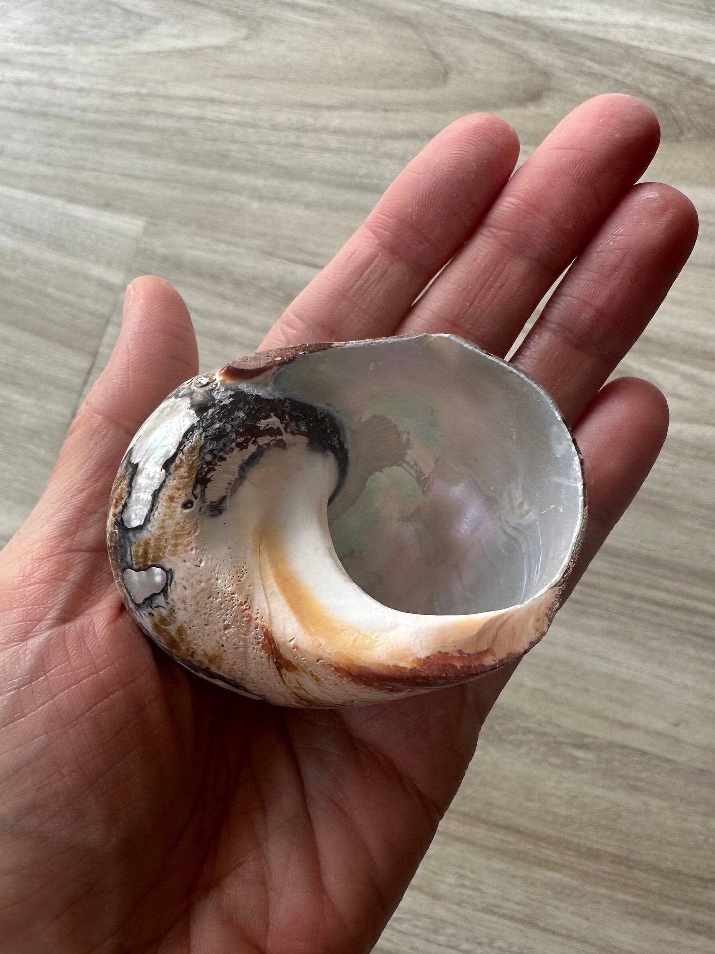 Large Pearl Conch Seashell Rare White Brown Polished Seashell Beach Home Decor Natural Sea Shells Coastal Decoration Collective Beach Lovers Gift