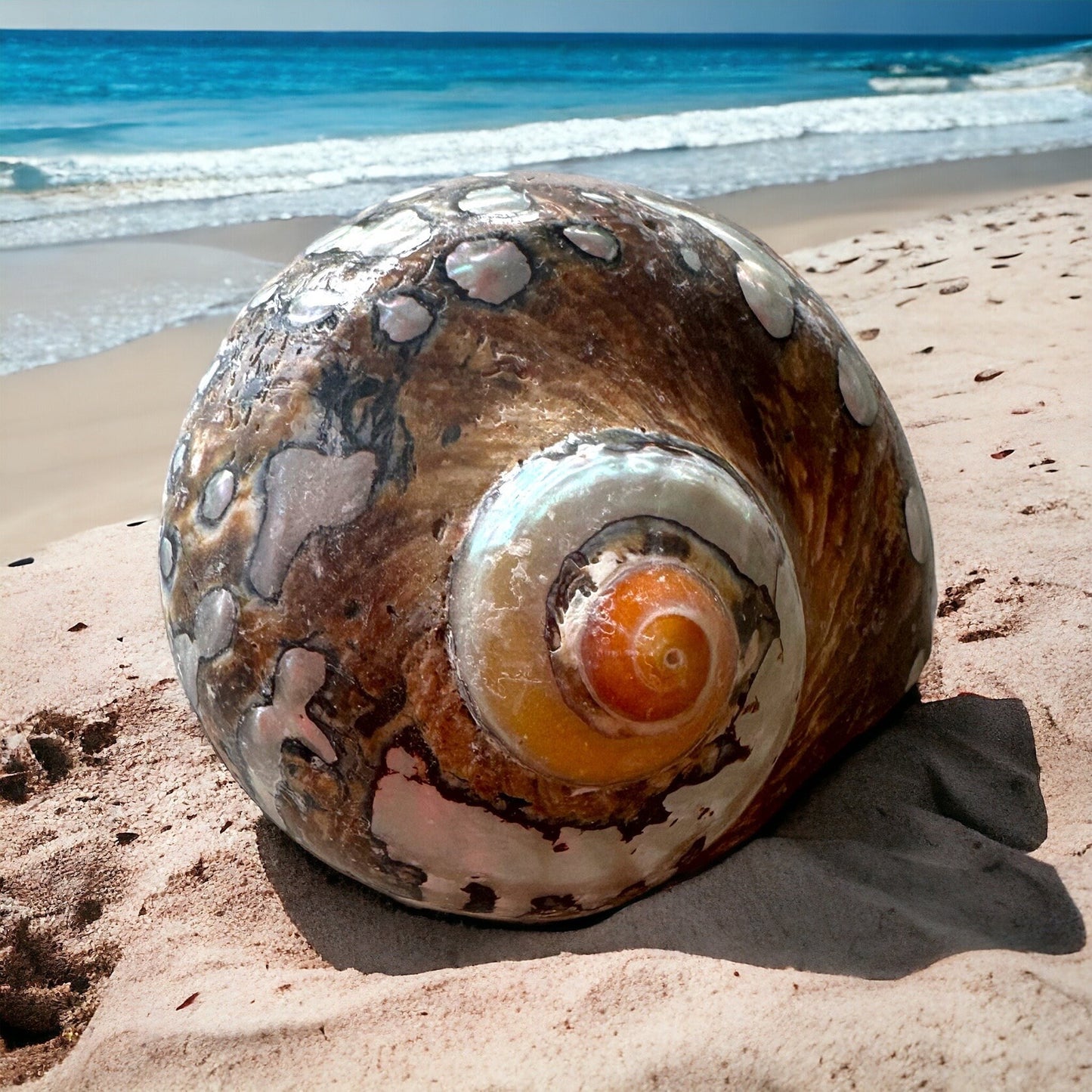 Large Pearl Conch Seashell Rare White Brown Polished Seashell Beach Home Decor Natural Sea Shells Coastal Decoration Collective Beach Lovers Gift