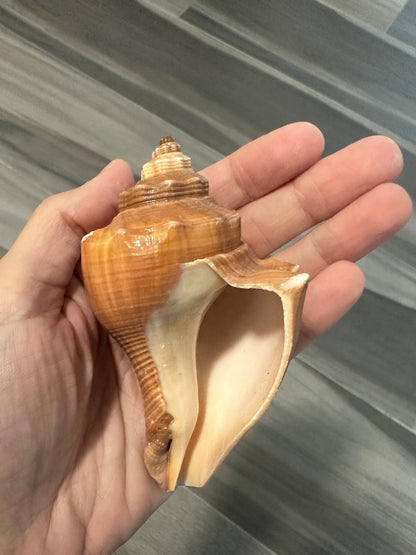 Large Conch Seashell Natural Orange Ocean Home Decor Nautical Big Decorative Centerpiece Coastal Aquarium Decoration Beach Lovers Gift