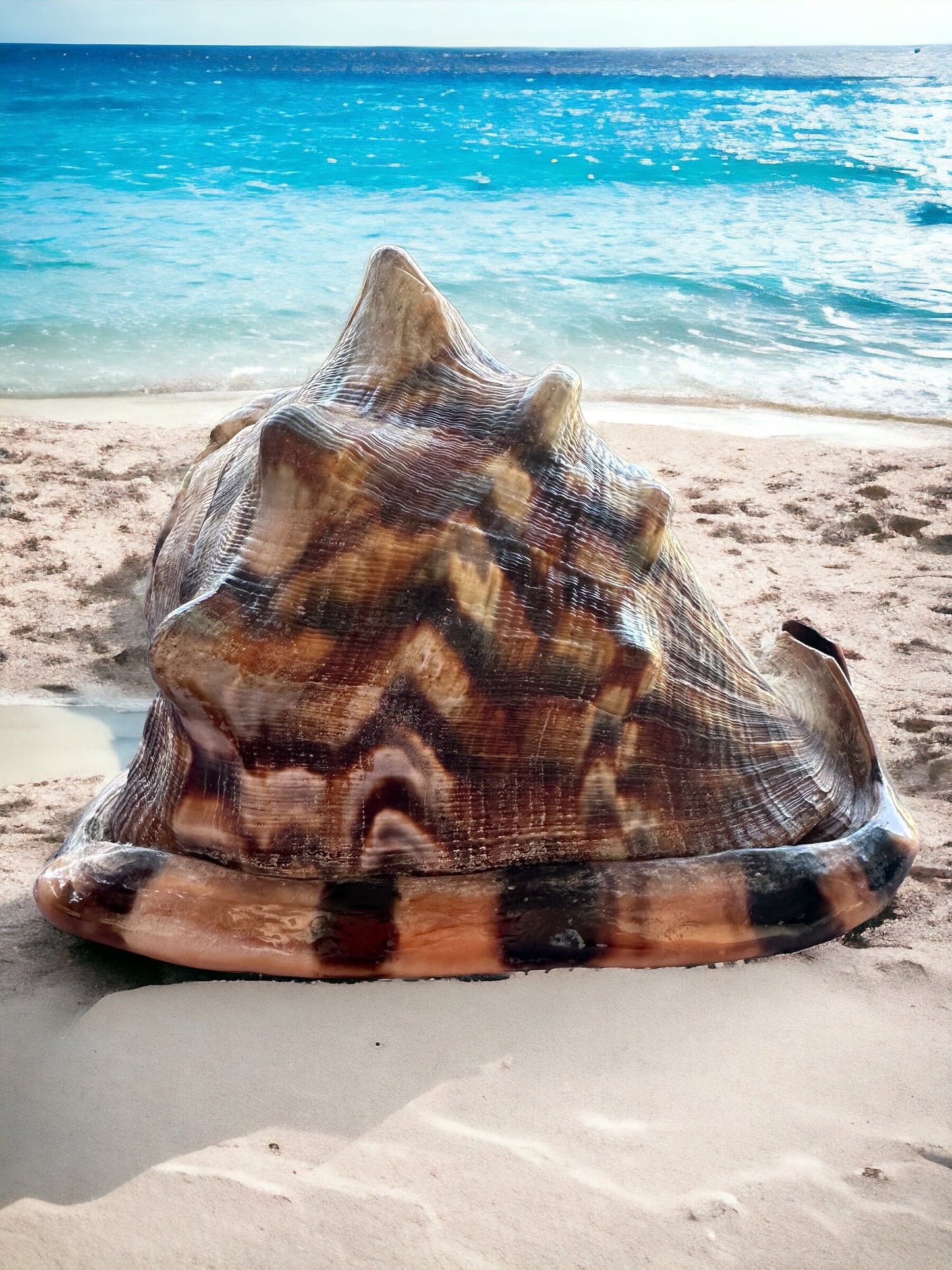 Giant Conch Seashell Rare Large Brown Pattern Big Sea Snail Specimen Ocean Home Decor Coastal Centerpiece Decoration Special Collection Gift