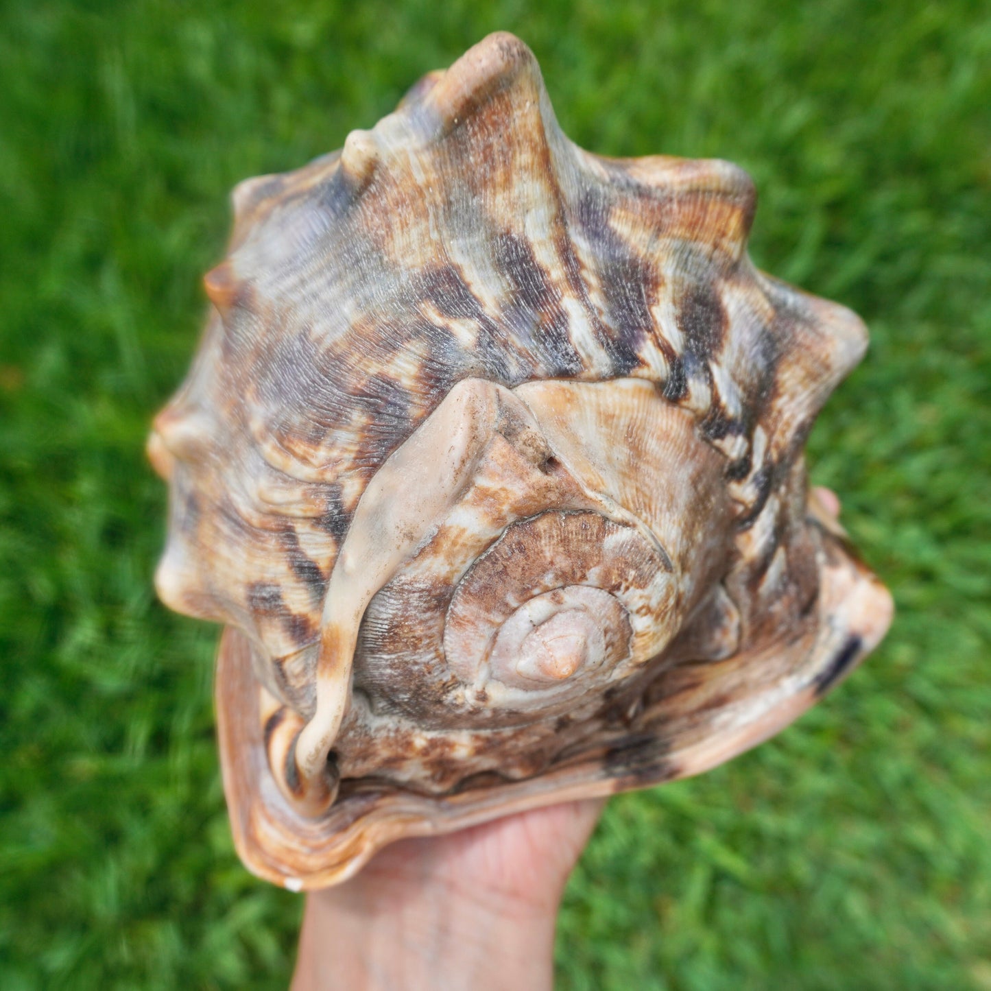 Giant Conch Seashell Rare Large Brown Pattern Big Sea Snail Specimen Ocean Home Decor Coastal Centerpiece Decoration Special Collection Gift