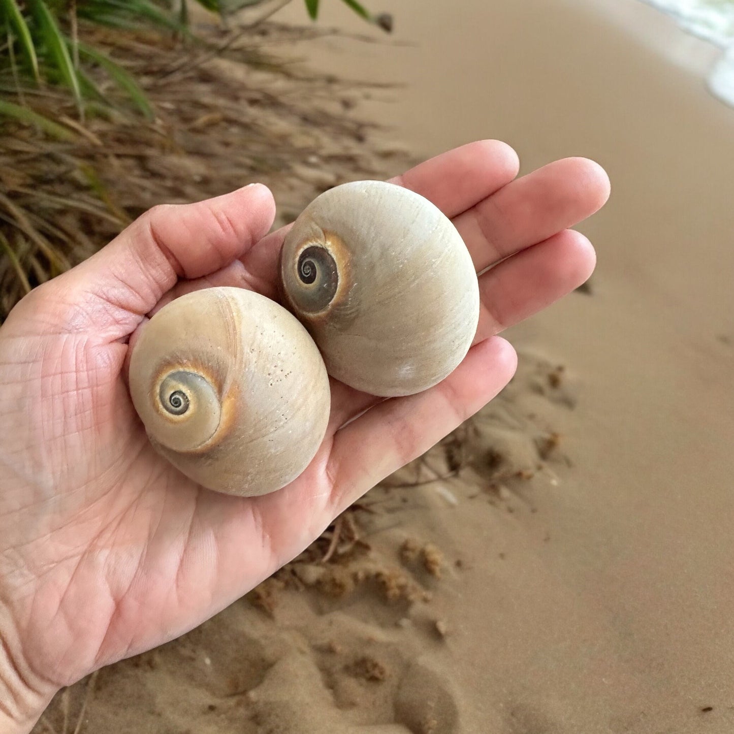 5 Pieces Rare Large Conch Seashells Set Natural Round Brown Beach Home Decor Hermit Crab Big Ocean Sea Shells Coastal Fish Tank Aquarium Decoration