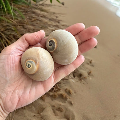 5 Pieces Rare Large Conch Seashells Set Natural Round Brown Beach Home Decor Hermit Crab Big Ocean Sea Shells Coastal Fish Tank Aquarium Decoration