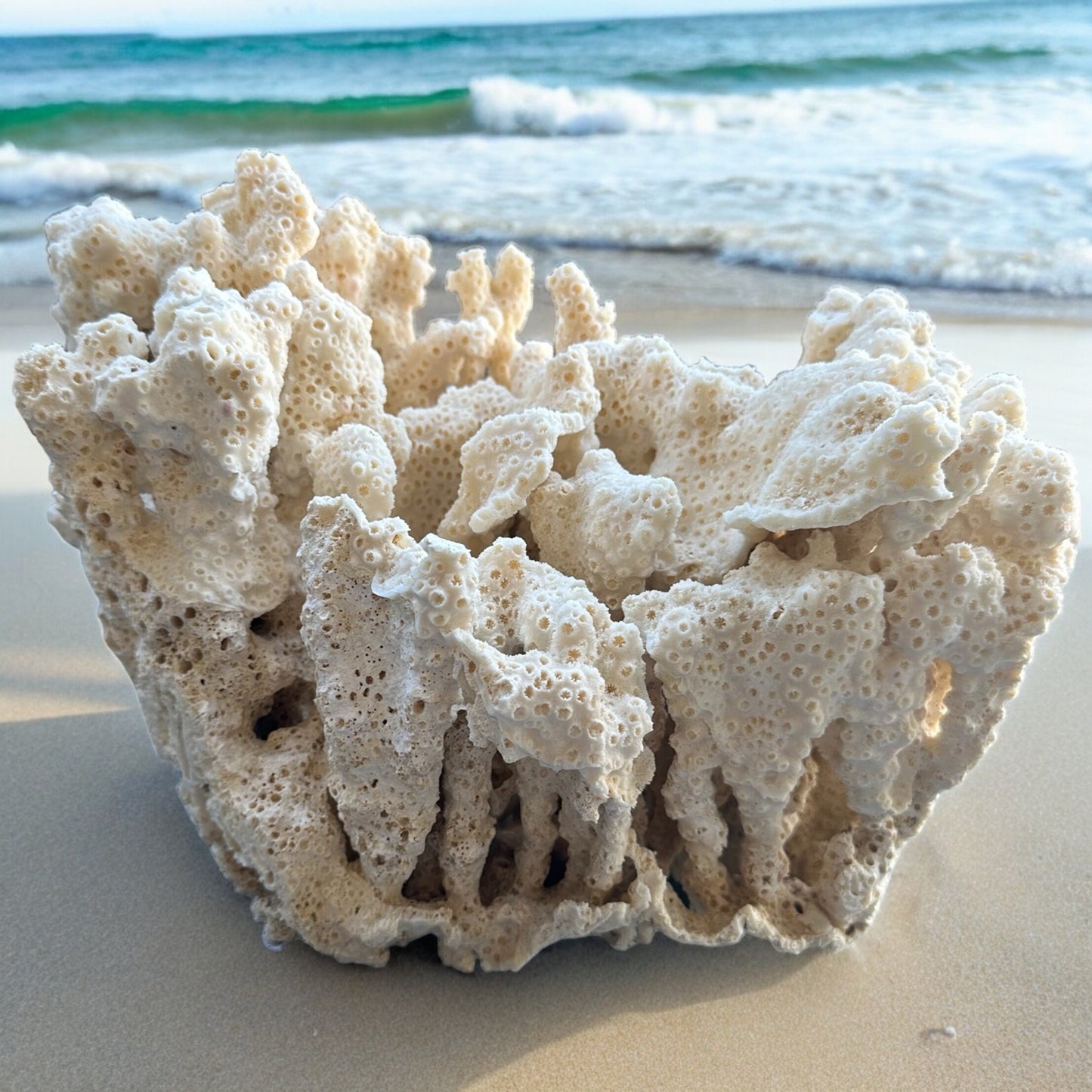 Giant Coral Rock Sea Star Rare Natural Vintage Ocean Reef Stone Ancient Large Coastal Beach Home Decor Nautical Theme Aquarium Fish Tank Decoration