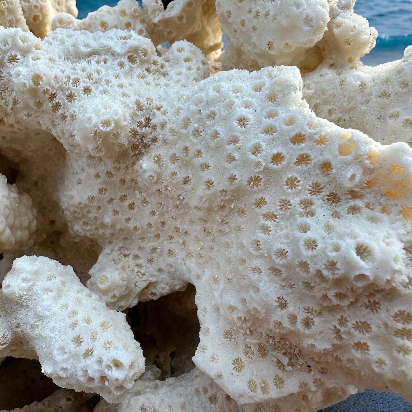 Giant Coral Rock Sea Star Rare Natural Vintage Ocean Reef Stone Ancient Large Coastal Beach Home Decor Nautical Theme Aquarium Fish Tank Decoration