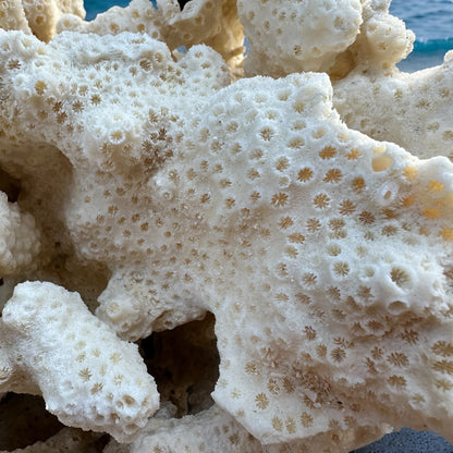 Giant Coral Rock Sea Star Rare Natural Vintage Ocean Reef Stone Ancient Large Coastal Beach Home Decor Nautical Theme Aquarium Fish Tank Decoration