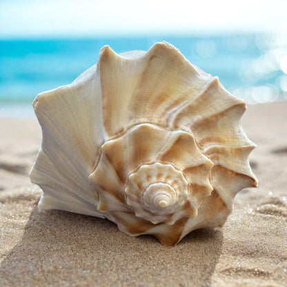 Large Conch Seashell White Brown Pattern Rare Big Ocean Sea Shell Coastal Decor Nautical Centerpiece Decoration Beach Lovers Collective Gift