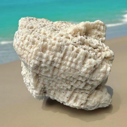 Large Coral Rock Star Sea Natural Vintage Natural Big Sculpted White Ocean Stone Beach Home Decor Saltwater Fish Tank Aquarium Decoration