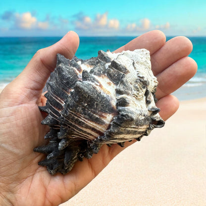 Conch Seashell Black White Spiky Real Rare Natural Big Decorative Sea Shells Coastal Beach Home Decor Ocean Decoration Collection Gift