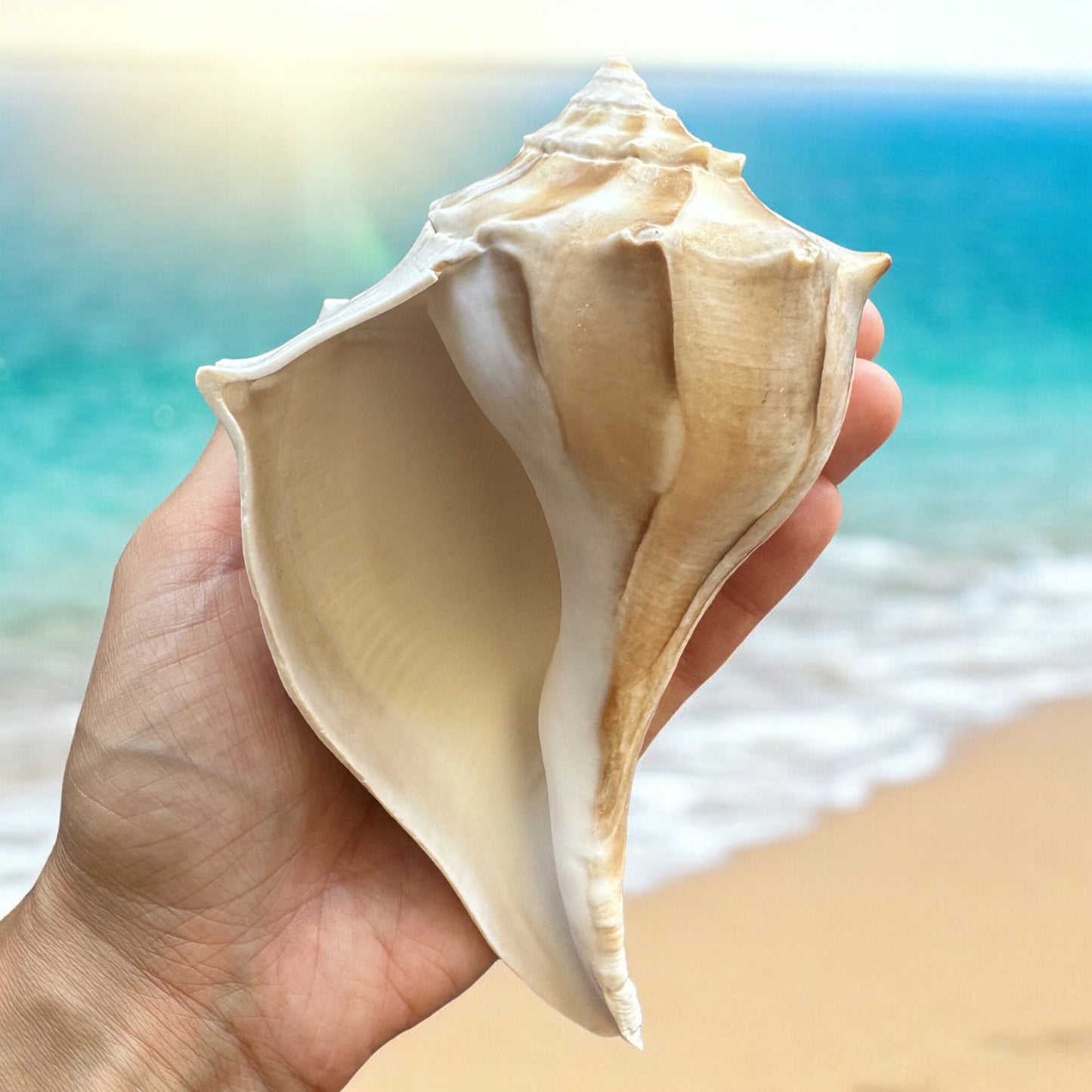 Large Conch Seashell White Brown Pattern Rare Big Ocean Sea Shell Coastal Decor Nautical Centerpiece Decoration Beach Lovers Collective Gift