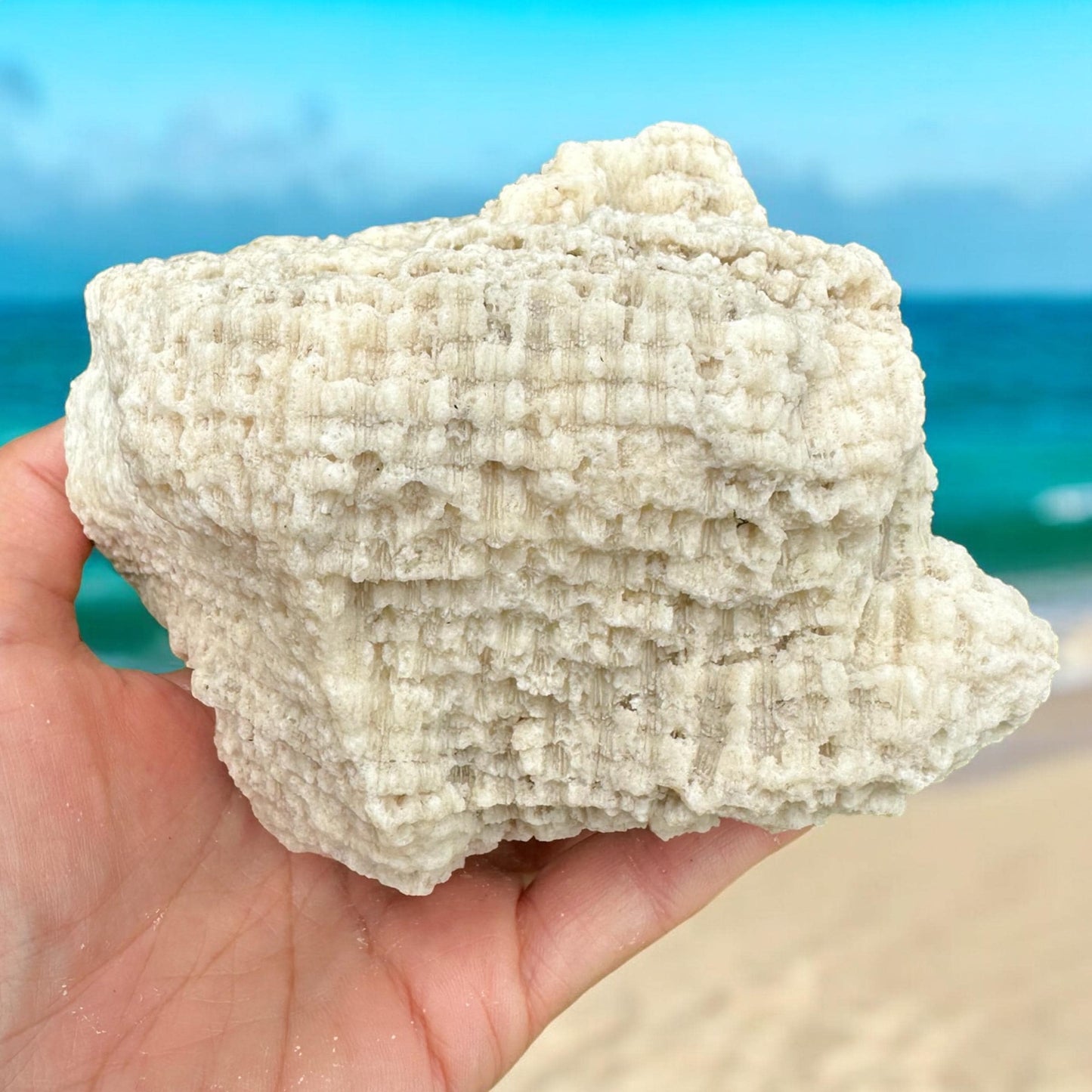 Large Coral Rock Star Sea Natural Vintage Natural Big Sculpted White Ocean Stone Beach Home Decor Saltwater Fish Tank Aquarium Decoration