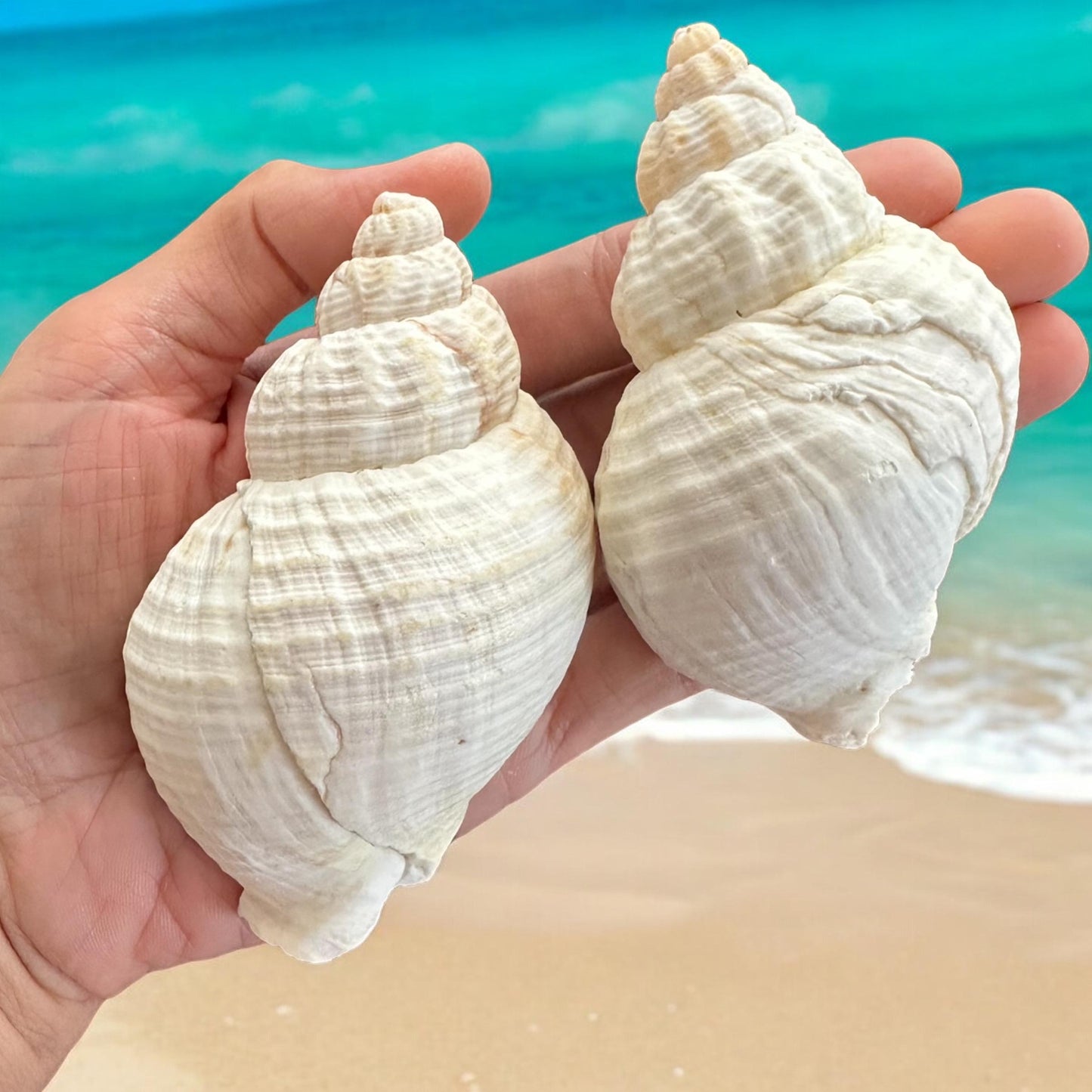 Set Of 5 - Rare Large Conch Seashells Set White Natural Beach Home Decor Coastal Centerpiece Display Decoration Unique Ocean Sea Shells Bundle