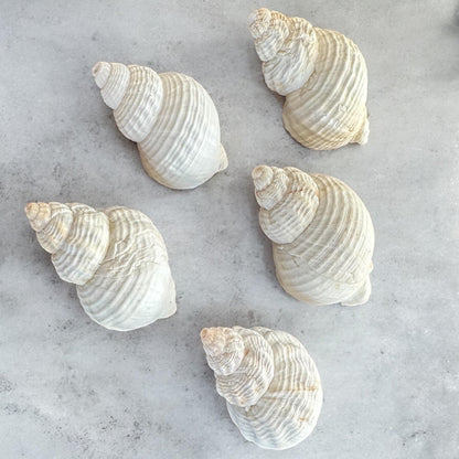 Set Of 5 - Rare Large Conch Seashells Set White Natural Beach Home Decor Coastal Centerpiece Display Decoration Unique Ocean Sea Shells Bundle