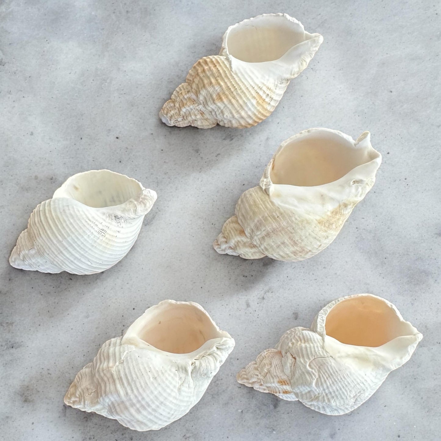 Set Of 5 - Rare Large Conch Seashells Set White Natural Beach Home Decor Coastal Centerpiece Display Decoration Unique Ocean Sea Shells Bundle