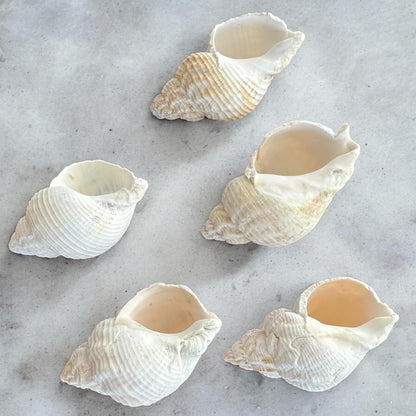 Set Of 5 - Rare Large Conch Seashells Set White Natural Beach Home Decor Coastal Centerpiece Display Decoration Unique Ocean Sea Shells Bundle