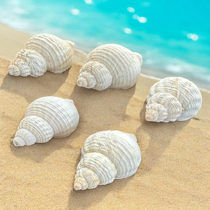 Set Of 5 - Rare Large Conch Seashells Set White Natural Beach Home Decor Coastal Centerpiece Display Decoration Unique Ocean Sea Shells Bundle