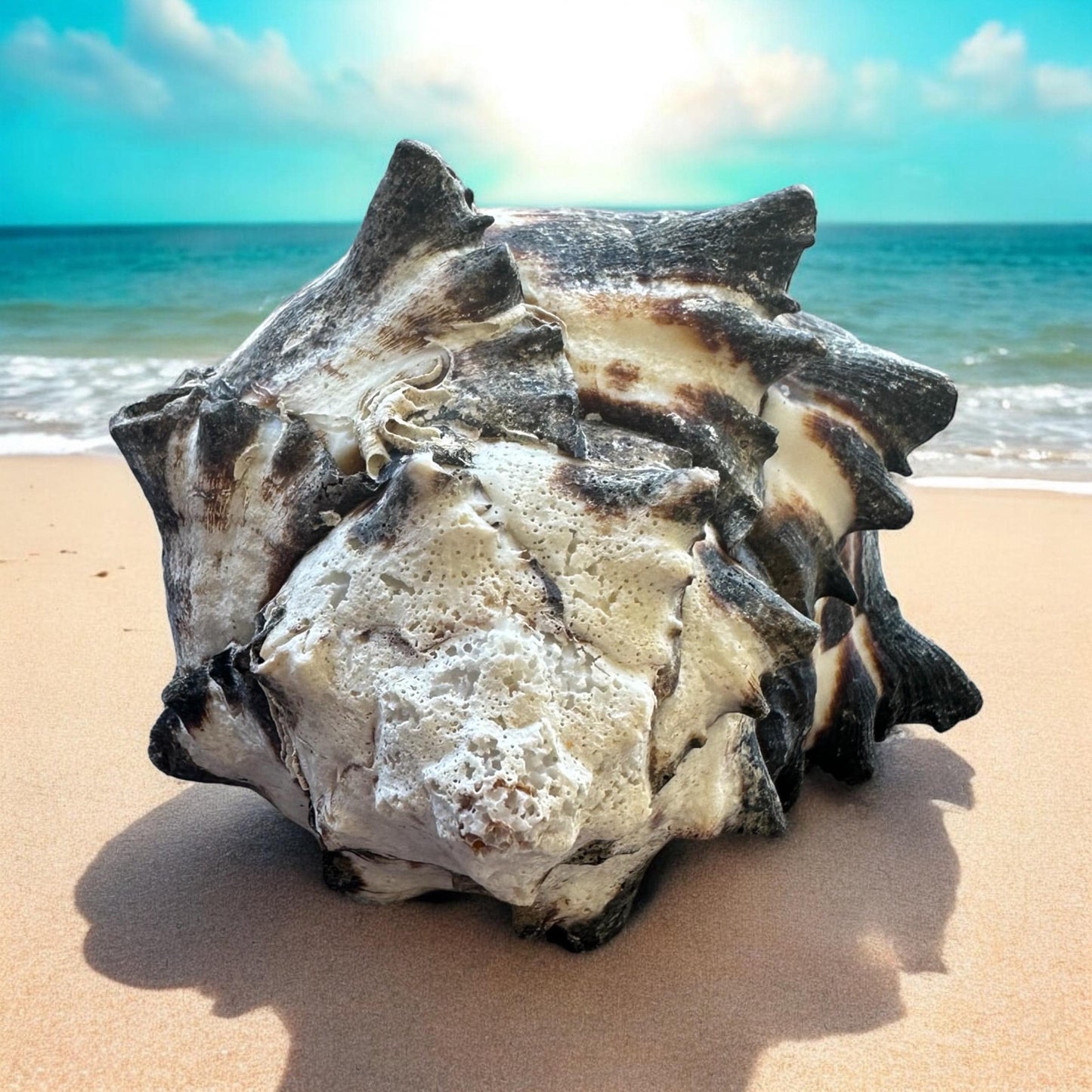 Conch Seashell Black White Spiky Real Rare Natural Big Decorative Sea Shells Coastal Beach Home Decor Ocean Decoration Collection Gift