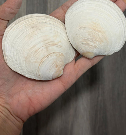 Large Clam Seashells Thick Round White Big Ocean Sea Shells Beach Decor Nautical Diy Art Craft Painting Fish Tank Aquarium Decoration