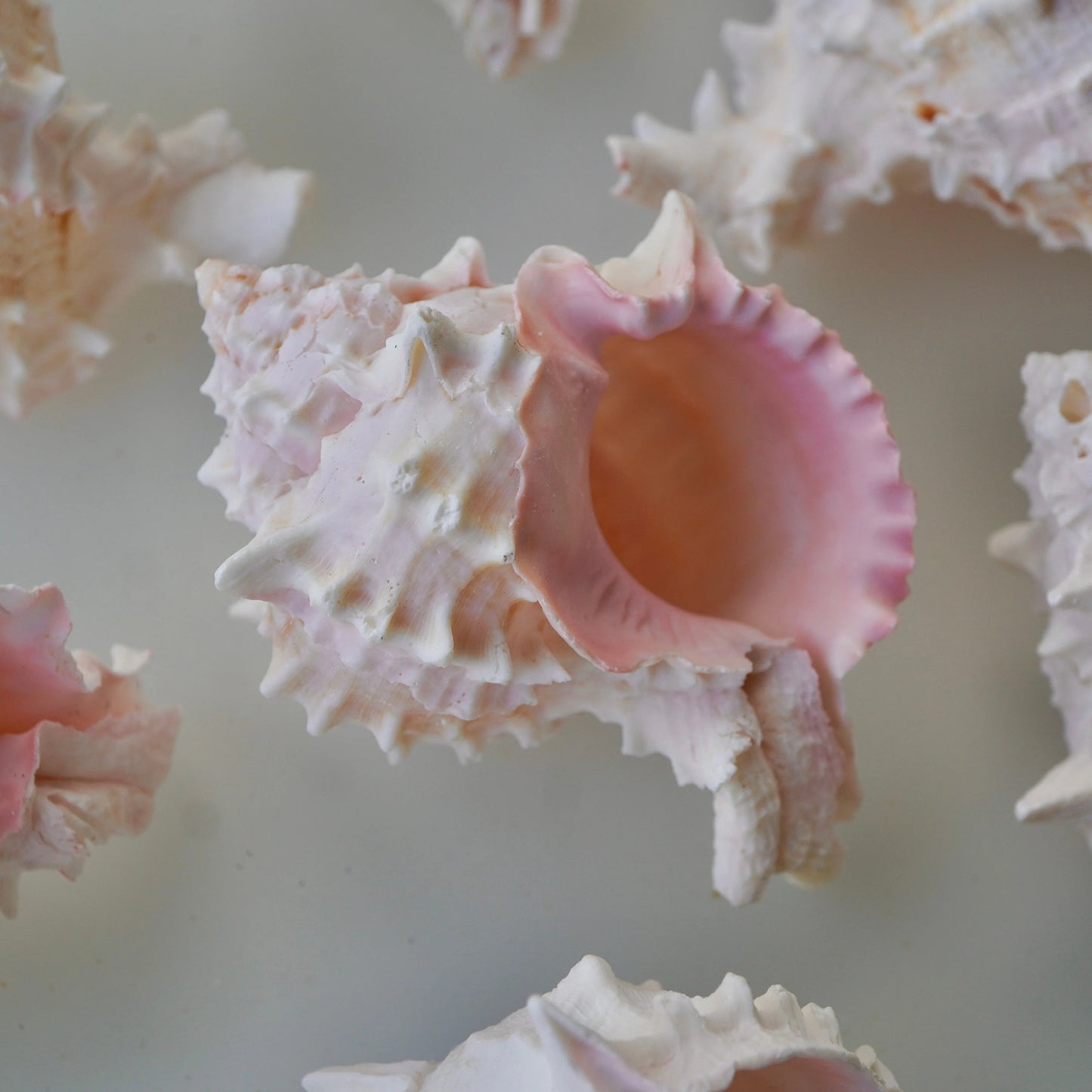 Murex Conch Seashell Pink White Spiky Real Ocean Shells Natural Beach Seashells Home Decor Candle Art Craft Sea Decoration