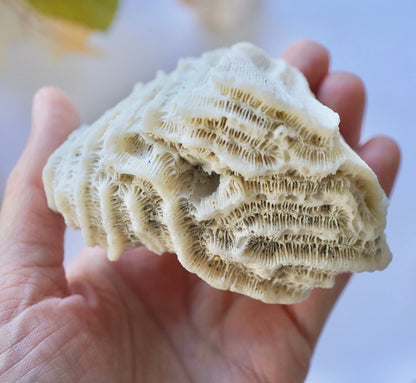 Set Of 3 - Brain Coral Rock Set Vintage Ocean Stones Real Ancient Reef Fossil Beach Home Decor Saltwater Aquarium Fish Tank Decoration
