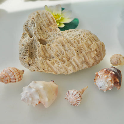 Rare Large Coral Rock Honeycomb Star Sea Real Vintage Reef Ocean Stone Beach Home Decor Saltwater Fish Tank Aquarium Lansdscaping Decoration