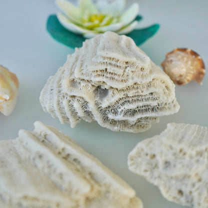 Set Of 3 - Brain Coral Rock Set Vintage Ocean Stones Real Ancient Reef Fossil Beach Home Decor Saltwater Aquarium Fish Tank Decoration