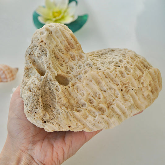 Rare Large Coral Rock Honeycomb Star Sea Real Vintage Reef Ocean Stone Beach Home Decor Saltwater Fish Tank Aquarium Lansdscaping Decoration