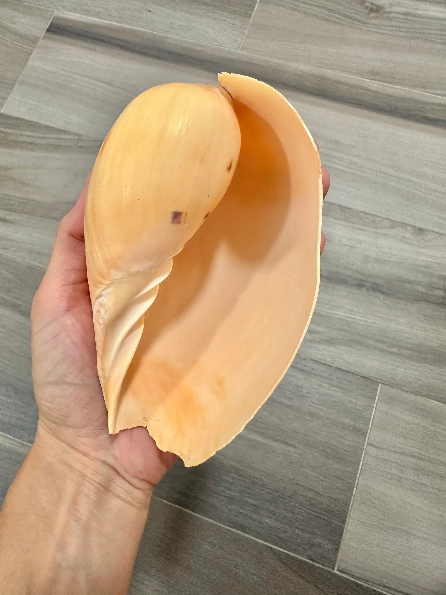 Large Conch Seashell Rare Orange Round Natural Big Ocean Sea Shell Coastal Home Decor Nautical Centerpiece Display Beach House Aquarium Decoration