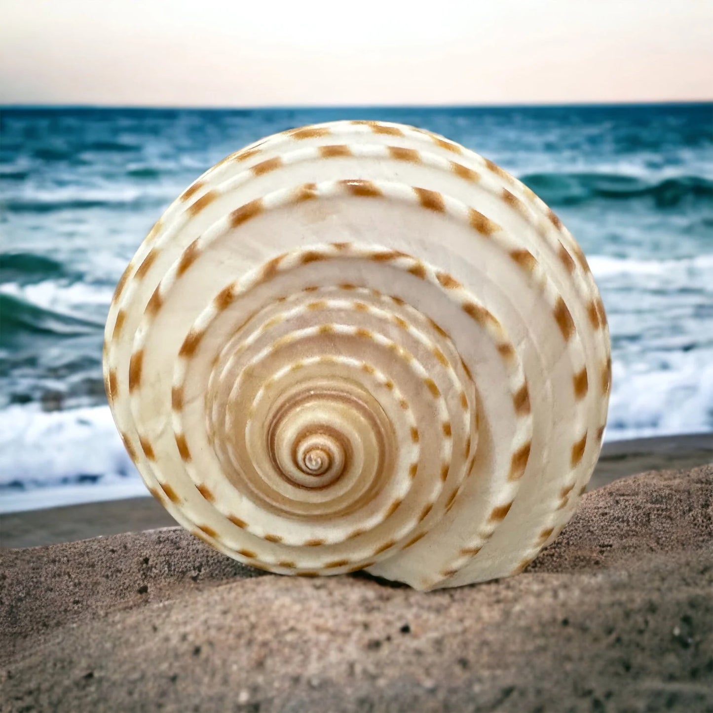 Large Conch Seashell Rare White Brown Pattern Natural Round Big Ocean Sea Shell Coastal Beach Home Decor Art Craft Nautical House Decoration