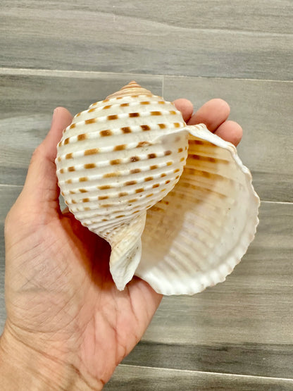 Large Conch Seashell Rare White Brown Pattern Natural Round Big Ocean Sea Shell Coastal Beach Home Decor Art Craft Nautical House Decoration