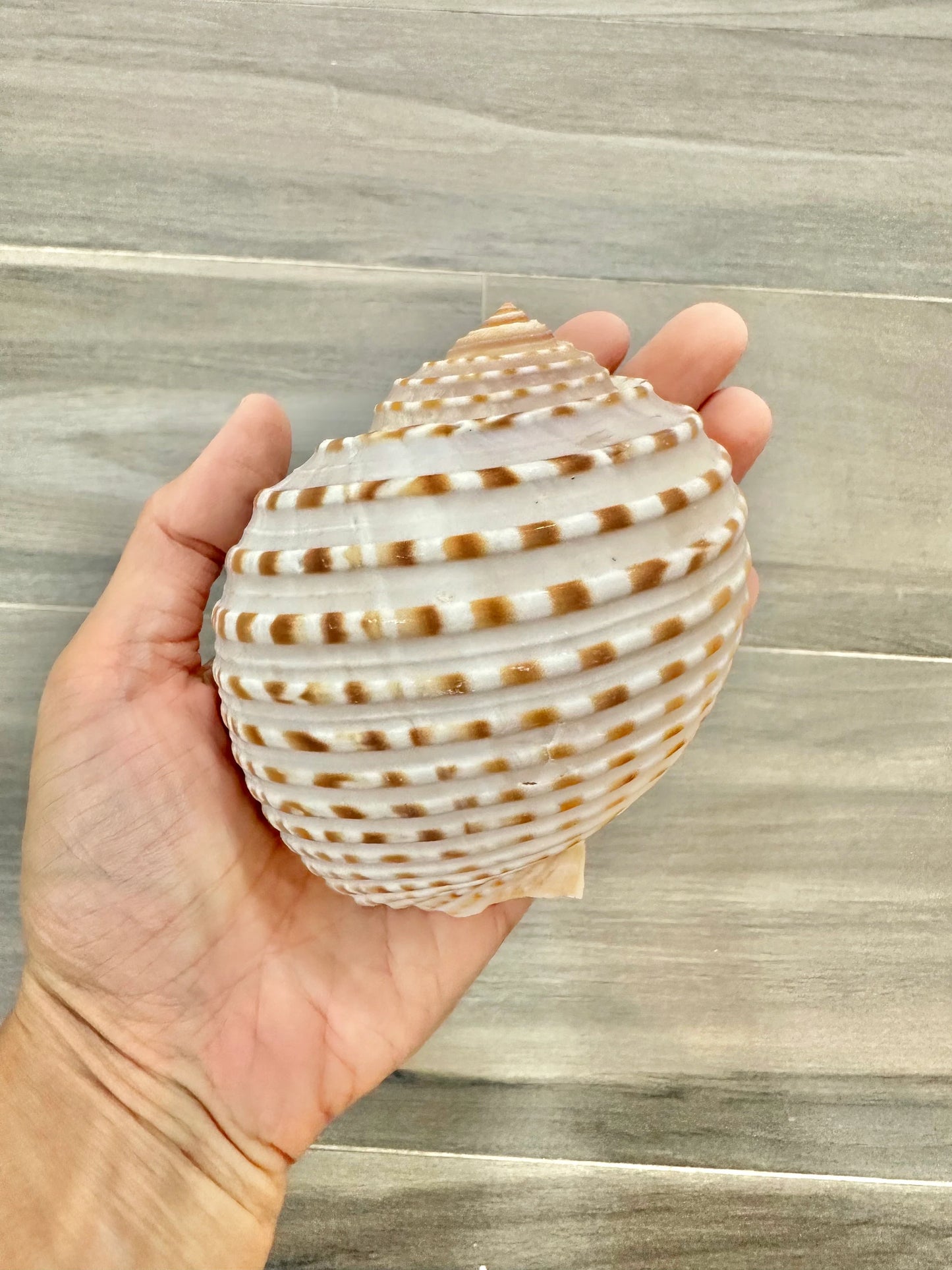 Large Conch Seashell Rare White Brown Pattern Natural Round Big Ocean Sea Shell Coastal Beach Home Decor Art Craft Nautical House Decoration