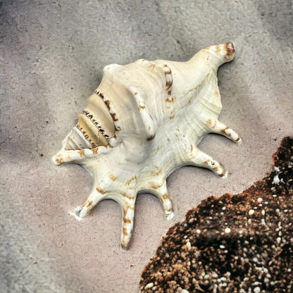 Large Conch Spiky Rare Seashell Decorative White Big Sea Shell Coastal Beach Home Decor Nautical Art Craft Fish Tank Aquarium Decoration