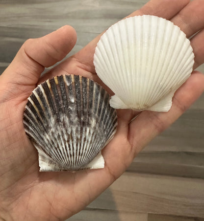 Scallop Seashells Dark Gray Black & White Mixed Assortment Natural Beach Home Decor Coastal Diy Art Craft Nautical Ocean Decoration Mixed Sea Shells