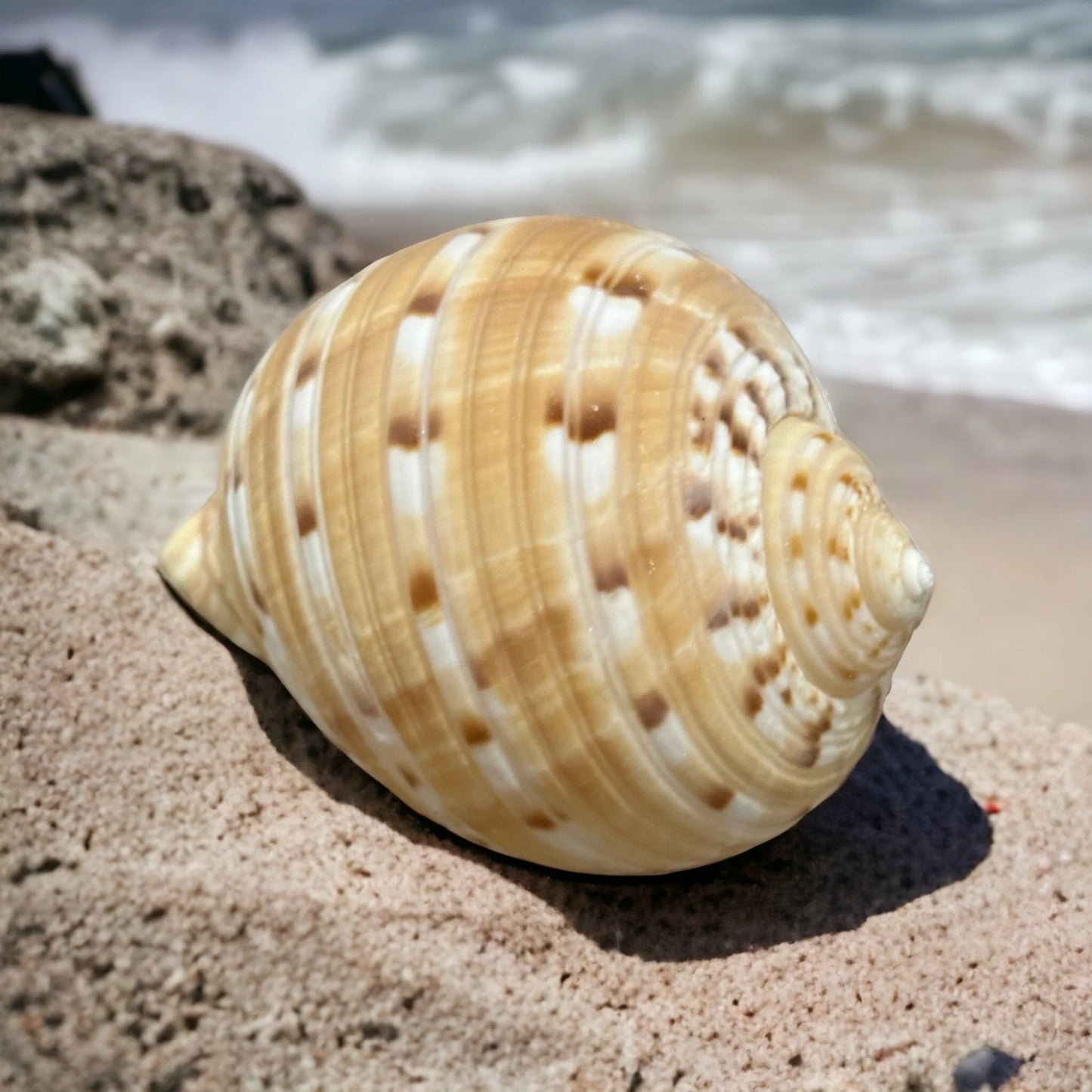 Large Conch Seashell Orange Round Brown Pattern Rare Natural Big Ocean Sea Shell Coastal Home Decor Nautical Centerpiece Beach House Aquarium Decoration