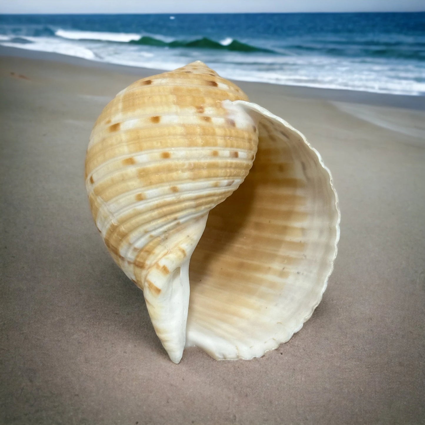 Large Conch Seashell Orange Round Brown Pattern Rare Natural Big Ocean Sea Shell Coastal Home Decor Nautical Centerpiece Beach House Aquarium Decoration