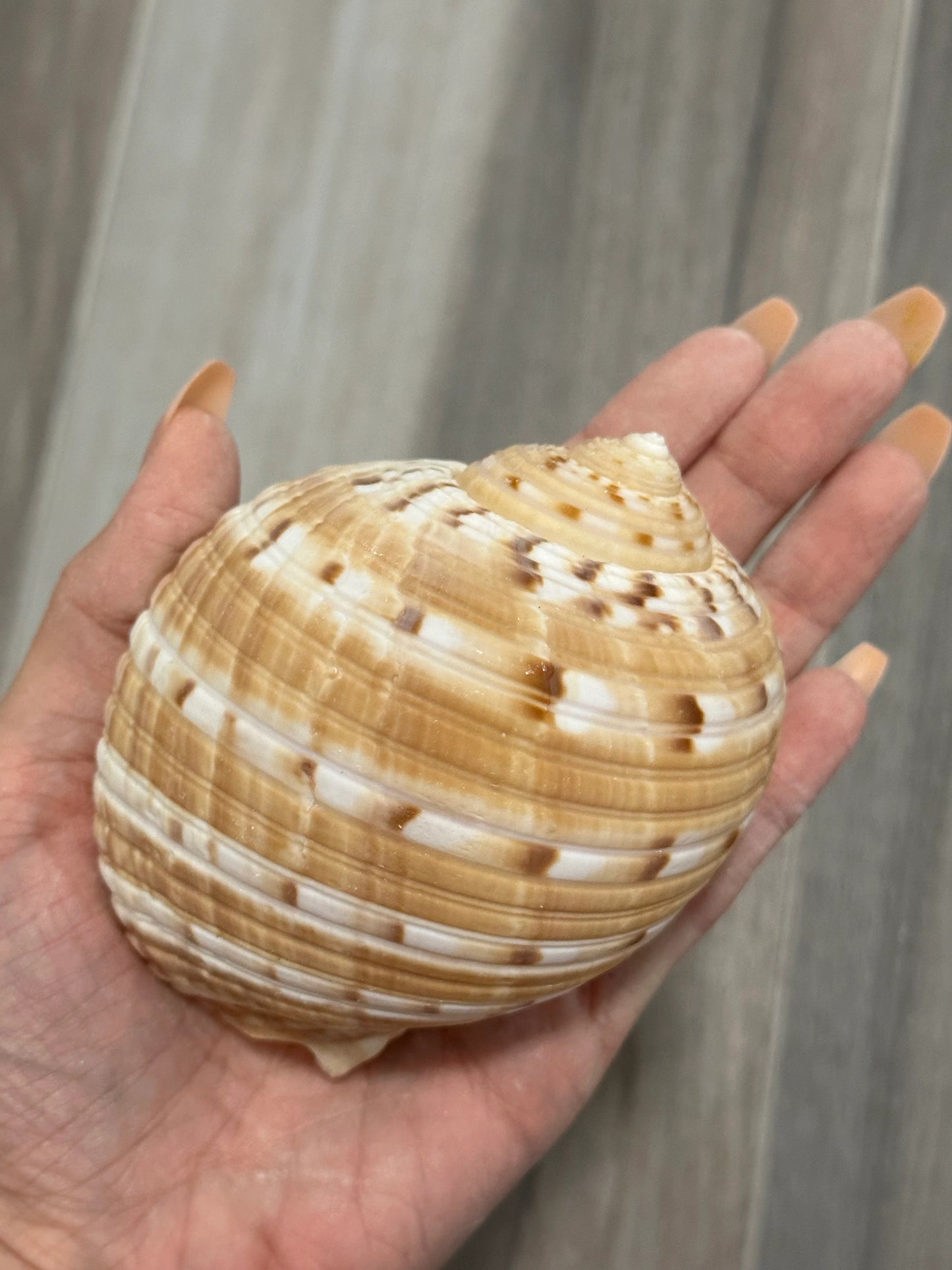 Large Conch Seashell Orange Round Brown Pattern Rare Natural Big Ocean Sea Shell Coastal Home Decor Nautical Centerpiece Beach House Aquarium Decoration