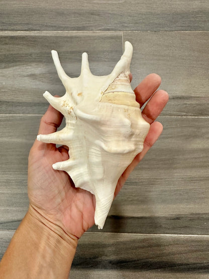 Large Conch Seashell Rare White Spiky Natural Big Ocean Sea Shells Nautical Home Decor Coastal Centerpiece Display Beach House Decoration