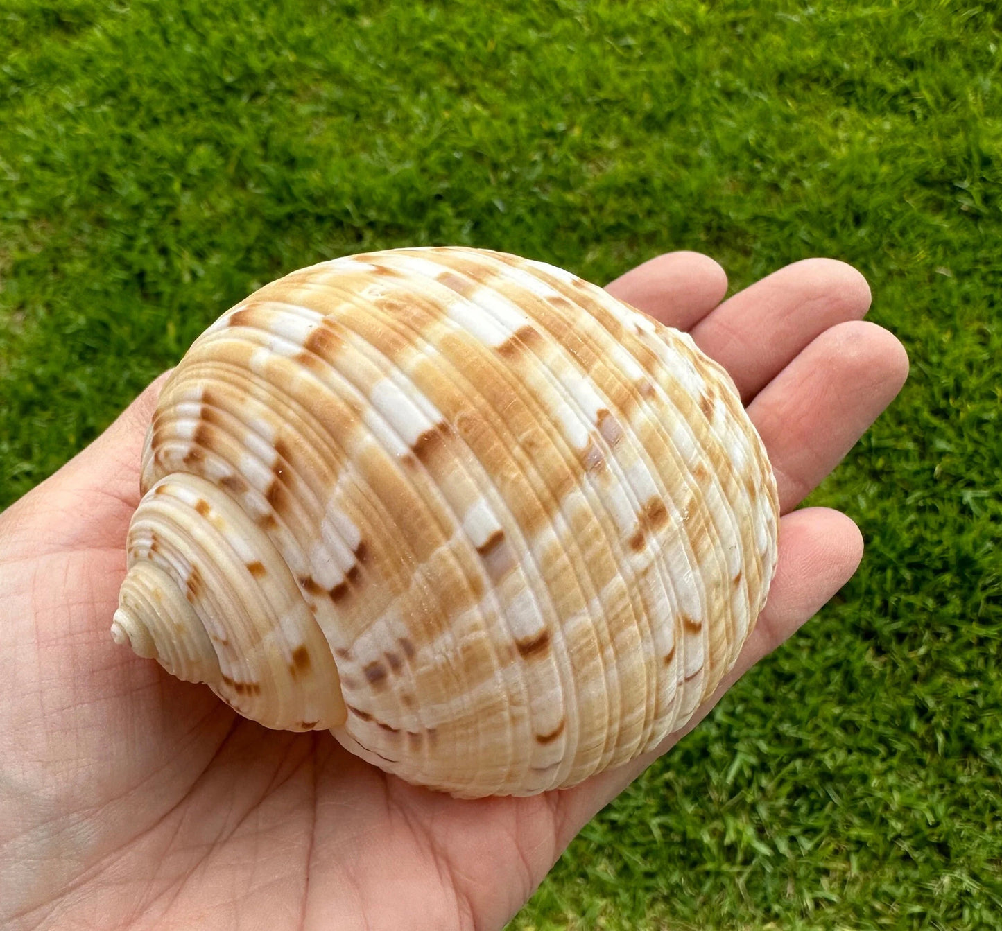 Large Conch Seashell Orange Round Brown Pattern Rare Natural Big Ocean Sea Shell Coastal Home Decor Nautical Centerpiece Beach House Aquarium Decoration