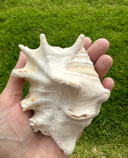 Large Conch Seashell Rare White Spiky Real Ocean Big Natural Sea Shell Home Decor Candle Art Craft Sea Decoration Beach Lovers Gift