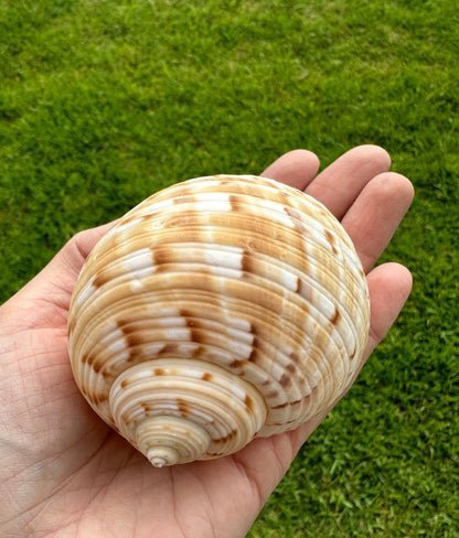 Large Conch Seashell Orange Round Brown Pattern Rare Natural Big Ocean Sea Shell Coastal Home Decor Nautical Centerpiece Beach House Aquarium Decoration