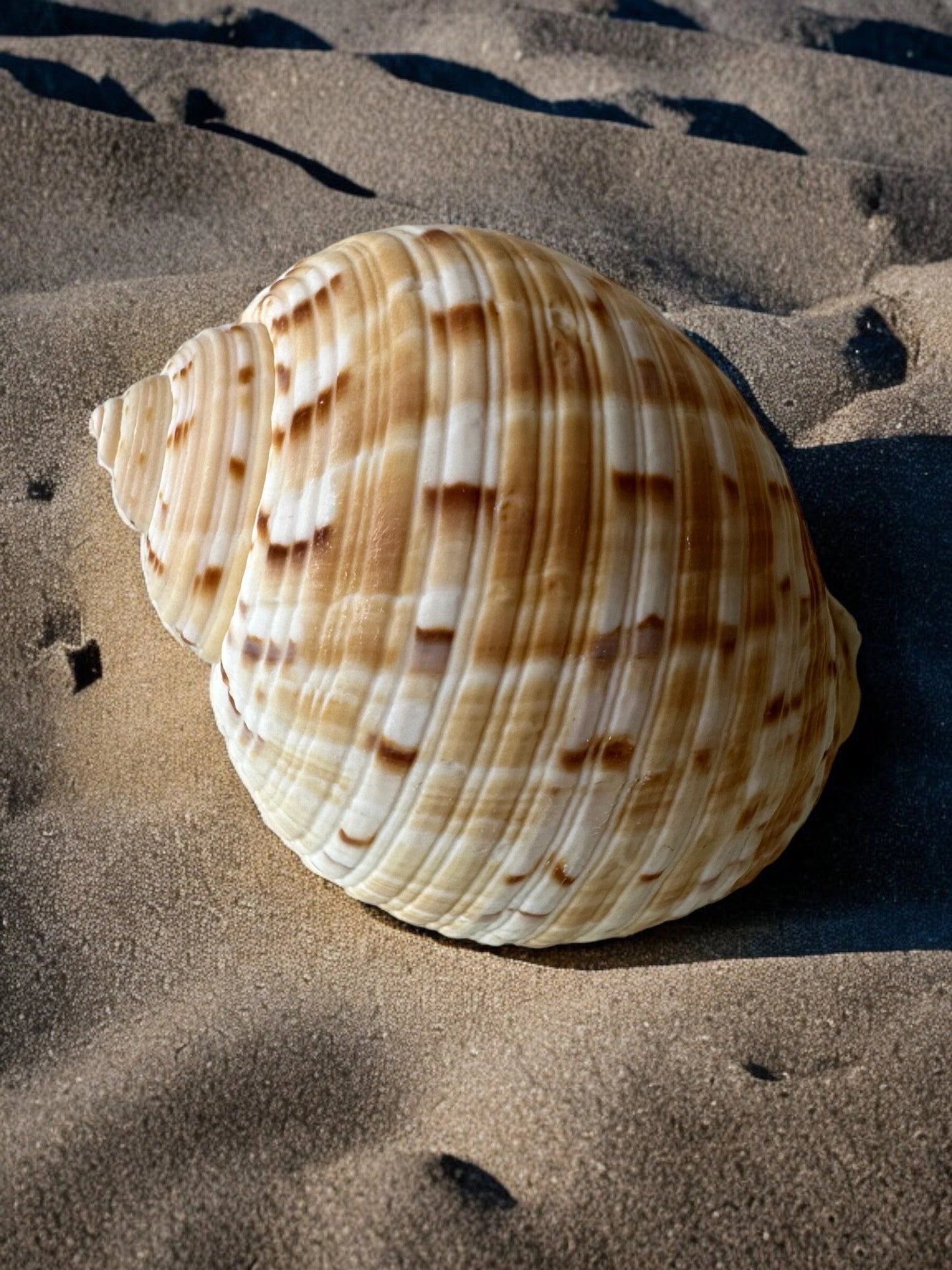 Large Conch Seashell Orange Round Brown Pattern Rare Natural Big Ocean Sea Shell Coastal Home Decor Nautical Centerpiece Beach House Aquarium Decoration