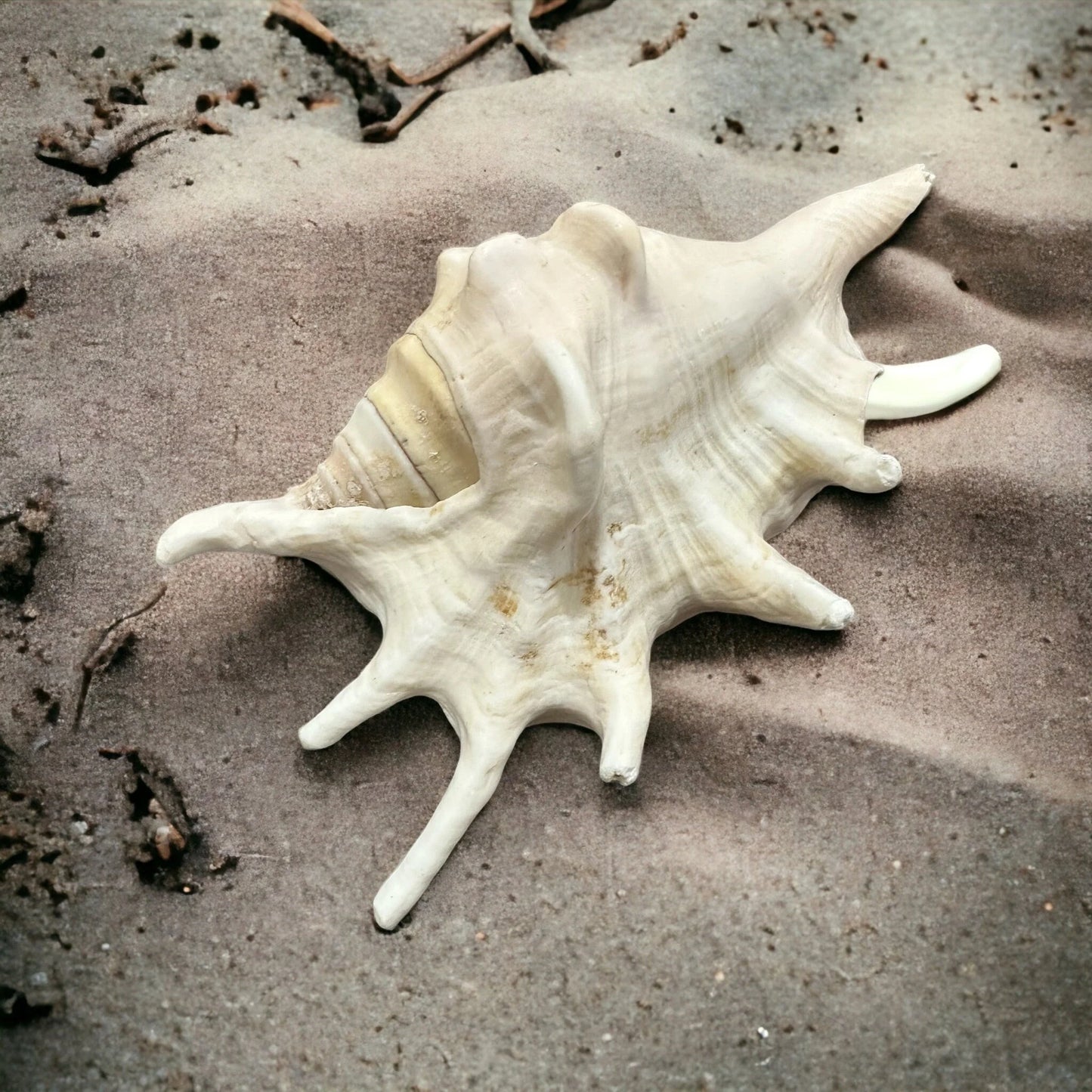 Large Conch Seashell Rare White Spiky Natural Big Ocean Sea Shells Nautical Home Decor Coastal Centerpiece Display Beach House Decoration